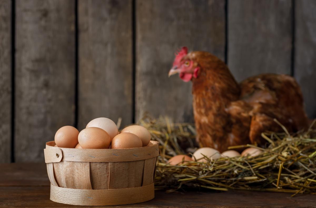 Photo of chicken and eggs