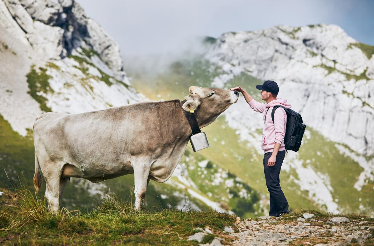 Man greeting a mountain cow