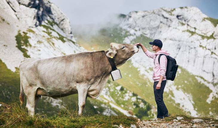 Man greeting a mountain cow